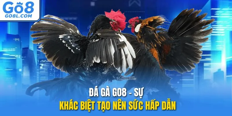 Đá gà GO8 - Sự khác biệt tạo nên sức hấp dẫn