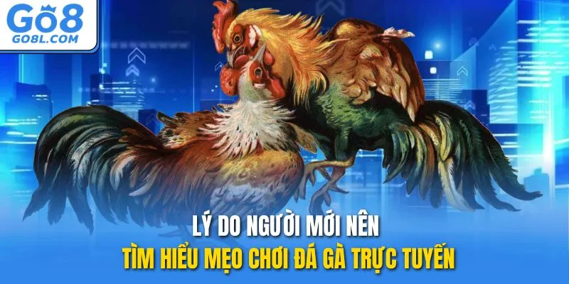 Lý do người mới nên tìm hiểu mẹo chơi đá gà trực tuyến