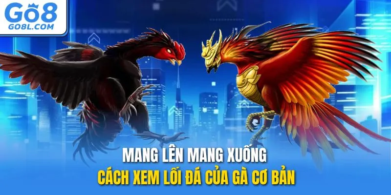 Mang lên mang xuống - Cách xem lối đá của gà cơ bản
