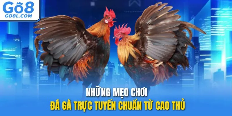Những mẹo chơi đá gà trực tuyến chuẩn từ cao thủ
